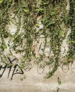 A textured wall adorned with cascading ivy and street art, perfect for urban themes.